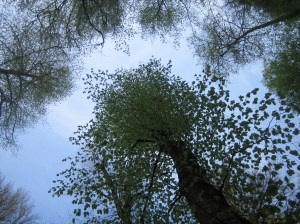 göynük yedigoller beypazarı 159