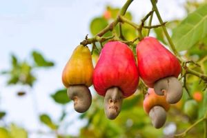 1186784_737685856256250_888598950_n[1]