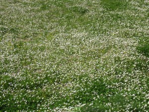 heybeliada mart 2014 034