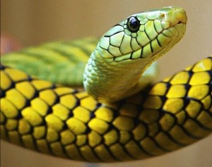 yilan_hikayesi_01[1]