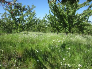 kiraz bahçeleri 2014 094