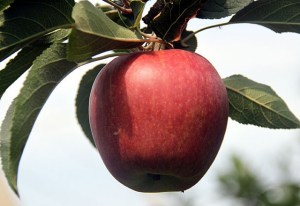 saglik-icin-uc-ceviz-bir-elma--5034191[1]