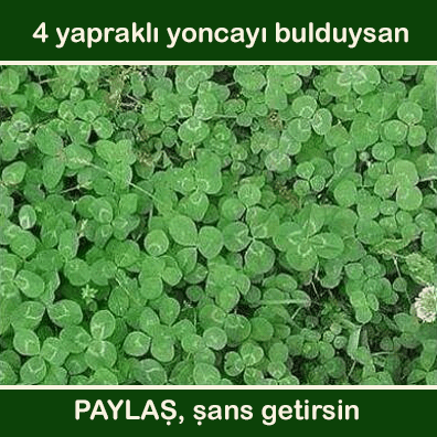 1513757_780682961981669_4790958469659705101_n[1]