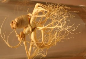 ginseng_28[1]