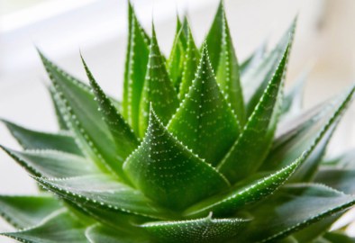 havayi-temizleyen-5-bitki-5432573[1]