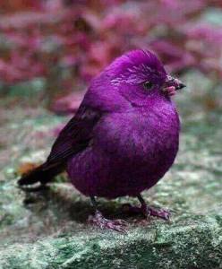 10888473_1430389143922106_7612165797951758888_n[1]