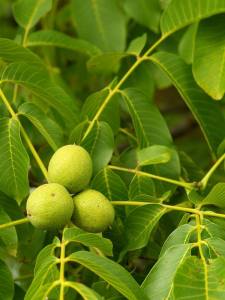 11173406_443534045813213_1125006735009179708_n[1]