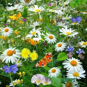 11011092_836377213076961_4363543156961457651_n[1]