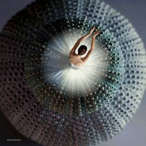 11013538_942016105851047_8288234581297149956_n[1]