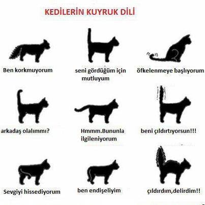 11133769_374926089370353_1191693504633281350_n[1]