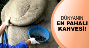 11182024_10153236765249437_1364497929943896834_n[1]