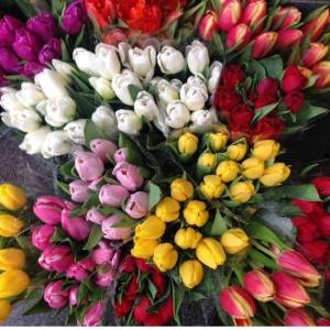 11217816_10205846873084605_5576289099656825536_n[1]