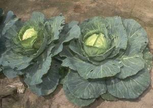 11233782_852936174773385_249565762458598206_n[1]