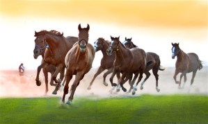 buyuleyen-at-fotograflari-545692[1]