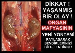 10524313_783939708320859_2958794196713686273_n[1]