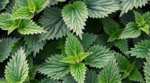 11377230_1608314672782093_7164396488097258655_n[1]