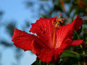 11401346_662613413869030_3281628311580503564_n[1]