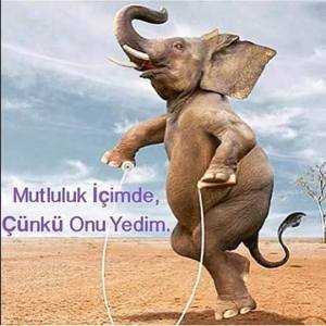 11667486_10153439267249105_4126671330370275333_n[1]