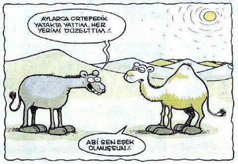 11695964_1603776419895178_8501772392624450522_n[1]