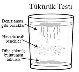 11760055_10155812738815557_8184412655392087127_n[1]