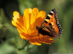 web-2004-05-33-03-crop[1]