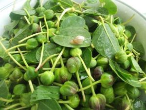 11053409_469969809836303_2917397446318049049_n[1]