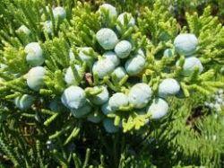 149310_10151353955170340_1169989764_n[1]