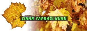 cinar-yapragi-kuru-ibrahim-saracoglu[1]