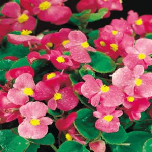 dddbacafed48d66024e470f5f213d5fa_1271966214[1]