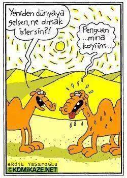 10584085_10152264680472651_3555391795152378328_n[1]