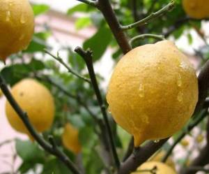 11960241_495519557281328_6726904350215091376_n[1]