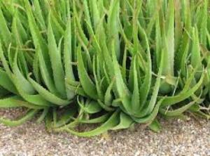 aloe-vera-resimleri-6484[1]
