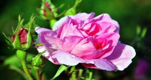 osmanli-hekimlerinin-ilaci-gul[1]