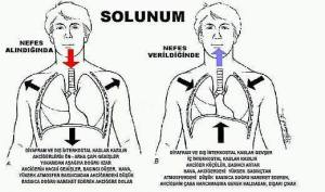 12189857_930907363642932_22405012614699658_n[1]