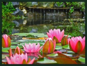 Nilüfer-Çiçeği-22[1]
