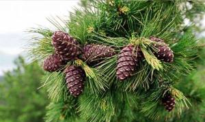 11988521_10156228166825557_9642216530614428_n[1]