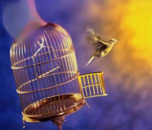 12063475_1489687191335767_5285138601645281038_n[1]