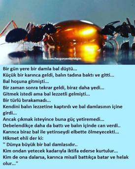 12191491_772139389562610_2836450741643390150_n[1]