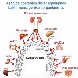 12243404_770722679722733_6723771396243118868_n[1]