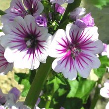 217426_355310564570706_2005770282_n[1]