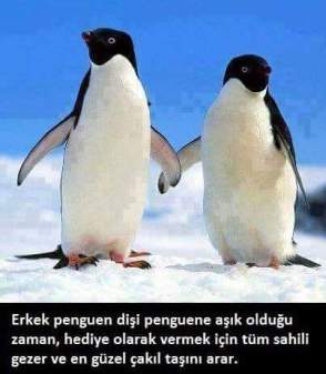 12274502_1565251683719389_6912396972049299699_n[1]