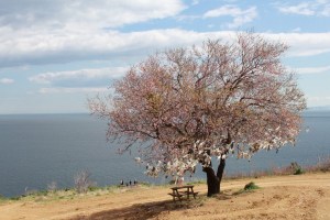 2847350-dilek-agaci[1]