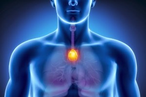 Male anatomy of human organs in x-ray view