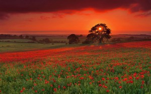 Gn_batm_ve_gelincik_tarlas[1]