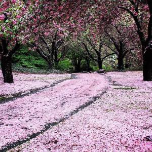 12651143_599719593566515_4113514176863479590_n[1]