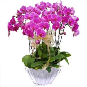 Vipciceklersevdacicekistanbul%20(21)[1]