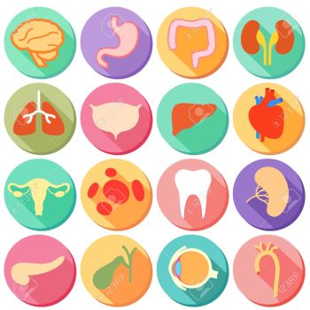 26491529-illustration-of-set-of-internal-organ-and-body-parts-of-human--Stock-Photo[1]