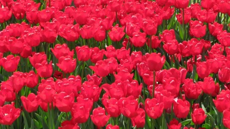 3065907-emirgan-laleler-2011[1]