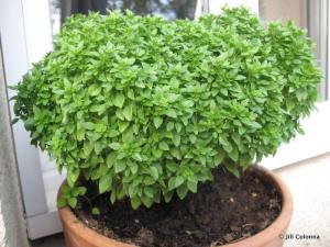 13310554_10156921329920557_8694889664654414331_n[1]