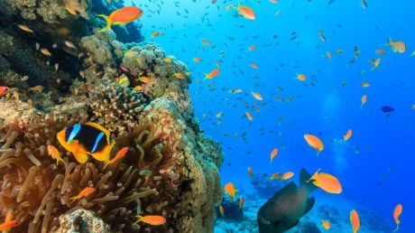 coral_mercan_main[1]